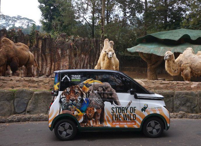 Taman Safari Adakan Lomba Animal Foto dan Video Berhadiah Utama 1 Unit Wuling Air ev