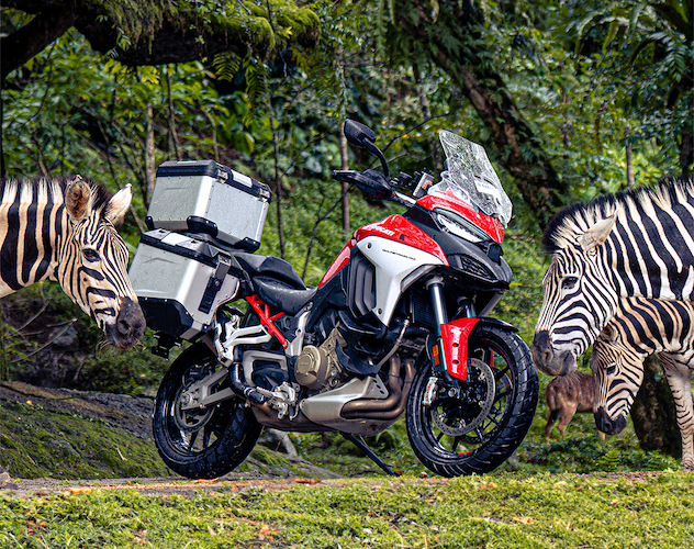 Berpetualang Ke Taman Safari Dengan Ducati Multistrada V4 S dan Desert X